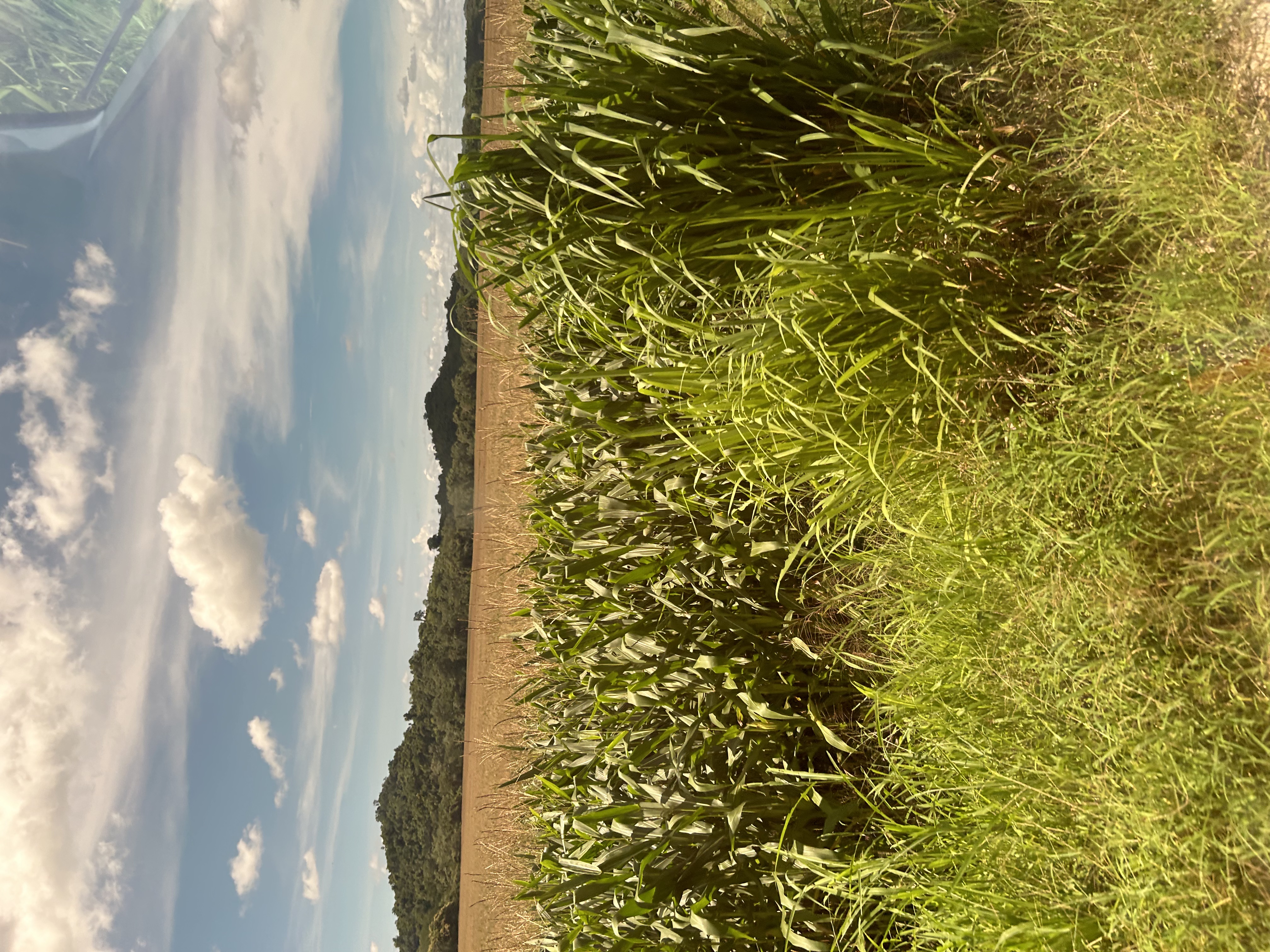 Corn mountains