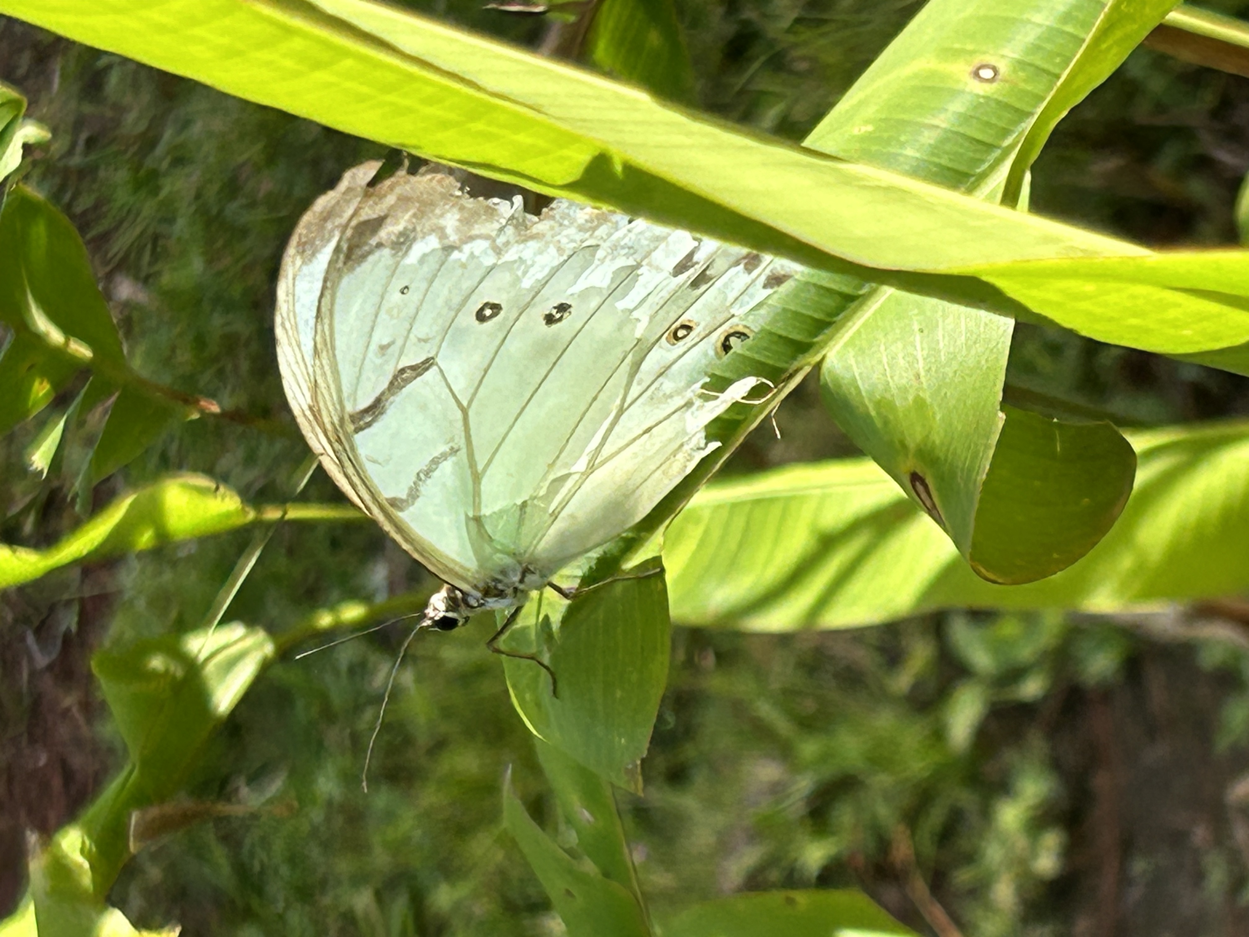 White butterfly